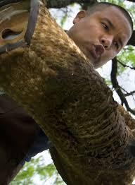 ARTHUR IS KING BIRD BUSTERS A MOM'S MISERY