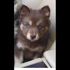 Black And White Pomsky With Blue Eyes Basically My Future Dog Brown Pomsky With Blue Eyes Pomsky Dog Pomsky Puppies Puppies And Kitties