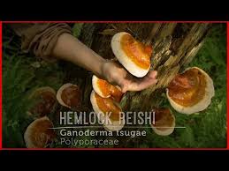 Image result for Ganoderma tsugae