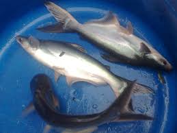 Ikan patin lada hitam rasyidah @rasyidahborneo banjarmasin. Teknik Pembenihan Ikan Patin Yang Benar