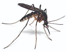 More than just a nuisance, mosquitoes pose a significant health threat to people wherever they may interact. Mosquito Control Removal How To Get Rid Of Mosquitoes Orkin