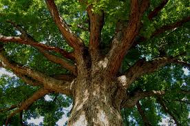 Acorn to mighty oak tree quotes, quotations & sayings 2020. My Dad And Mighty Oak Trees Meridian Magazine