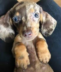 I try to add a few new photos every week. Dachshund Puppies Posts Facebook
