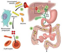 Image result for Liver Function Test Abnormality
