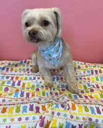 Doggy Detailing LLC is open today, Sunday