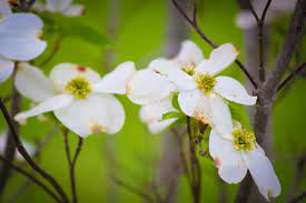 I don't know if dad's trees still exist as he moved away from this house a few years after my mum died. The Magical Dogwood The Healing Path Of The Raven Wolf