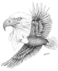 Bald Eagle Sketch Bing Images Adler Skizze Vogel Zeichnen Adler Zeichnung