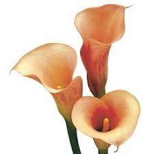 Mini Calla Lilies All Year Peach Flowers Calla Lily Colors Mini Calla Lilies