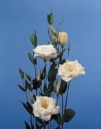 Image result for eustoma flamenco