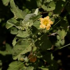 Image result for Calostephane divaricata