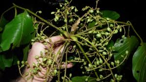 Image result for Lannea