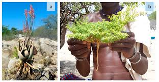 Image result for Oldfieldia dactylophylla