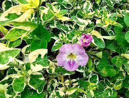 Image result for Asystasia gangetica