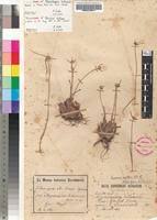 Image result for Cyperus mollipes