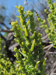 Image result for Suaeda articulata