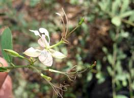 Image result for Cadaba