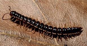 Image result for Oxyrhachis gracillima