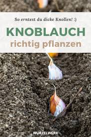 Knoblauch Pflanzen 8 Tipps Fur Eine Dicke Ernte Wurzelwerk Knoblauch Pflanzen Garten Bepflanzen Pflanzen