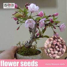 10pcs Rare Japanese Sakura Seeds Cherry Blossom Seeds Bonsai Plants Home Garden Clyk Bonsai Plants Cherry Blossom Japanese Sakura