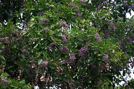 Image result for Philenoptera nelsii