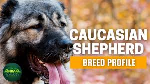 While it's true that there is an investment. Caucasian Mountain Dog Breed Guide Info Pictures Care More Pet Keen