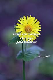 Quotes atau kutipan atau dalam bahasa indonesia lebih populer disebut kata kata mutiara dan kata bijak adalah serangkaian kalimat singkat yang tersusun indah dan memiliki arti yang dalam. Kata Kata Dari Bunga Matahari