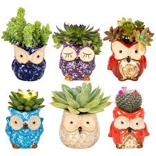 Amazon 6 Pcs Owl Succulent Pot Ceramic Just 9 79 W Code Reg 13 99 As Of 8 24 2019 6 In 2020 Ceramic Succulent Pots Succulent Pots Cactus Plant Pots
