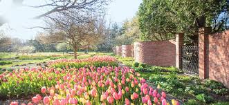 Tulip arrangement ideas with leaf wrapped bundles. Tulip Arrangements Flower Magazine Home Lifestyle