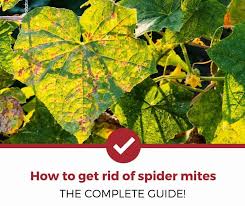 Mites are not insects but are more closely related to spiders. How To Get Rid Of Spider Mites 11 Remedies Pest Strategies