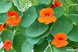 Nasturtium Flower Tropaeolum How To Grow And Care Plantopedia