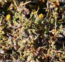 Image result for Melolobium