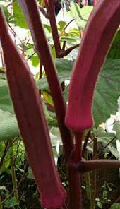 Bendi yang mungkin tumbuh subur di malaysia kini dipercayai berasal dari afrika tengah dan banyak di tanam di. Jom Tanam Kacang Bendi Agro Malaysia