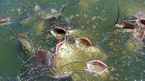 Cara pemijahan ikan gabus di kolam terpal daun ijo. Cara Budidaya Ikan Lele Bagi Pemula Di Kolam Terpal