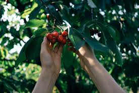 Les Auto Cueillettes De Fruits Et Legumes A Geneve Une Activite Aussi Delicieuse Que Pedagogique Pop E Poppa