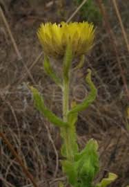 Image result for Helichrysum aureum