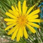 Image result for Pseudopodospermum hispanicum