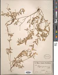 Image result for Polygala sphenoptera