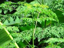 Beli kapsul daun kelor online berkualitas dengan harga murah terbaru 2021 di tokopedia! Daun Kelor Or Moringa Oleifera Vegetables Native Indonesia Has Many Benefits For Health Steemit