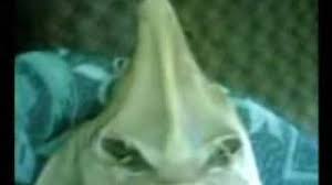 Seram kutukan anak durhaka tahun 2000 an, dikutuk jadi ikan pari. Kumpulan Ikan Pari Anak Durhaka Video Tips Wawancara Kerja