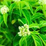 Image result for Hoslundia