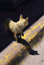 Before you begin the process to adopt, i would like to give you some information about the process which can take up to a month to complete. Dog Adoption Post Of Man Hating Demonic Chihuahua Goes Viral