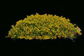 10 Flower Bed Top View Png Landscape Architecture Plants Bed Top View Flower Beds