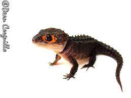 Tribolonotus Gracilis