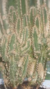 A favorite of many cactus enthusiasts because of its unique. What Are These Brown Patches On My Acanthocereus Tetragonus Fairy Castle Cactus Gardening Landscaping Stack Exchange