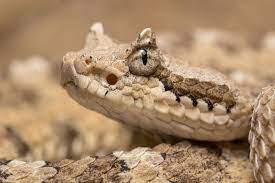 Sidewinder Rattlesnake Dave Zeldin On Fstoppers Rattlesnake Snake Las Vegas Living