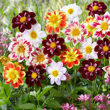 Cactus dahlias, semi cactus dahlias, decorative dahlias, pompon dahlias, ball dahlias, anemone dahlias, collarette dahlias, mignon dahlias, single dahlias, peony dahlias, orchid dahlias. Dahlia Collarette Mixed J Parker Dutch Bulbs