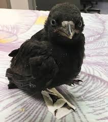 Fledgling Crow Peninsula Humane Society Spca