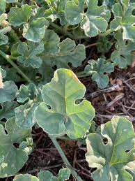 Image result for Cucumis myriocarpus