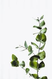 Check spelling or type a new query. 28 Best Italian Ruscus Ideas Italian Ruscus Plant Leaves Plants