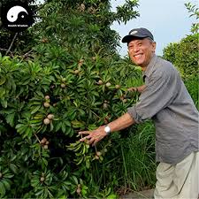 The tree is also cultivated in the caribbean. Buy Rare Sapodilla Fruit Tree Seeds 120pcs Plant Heart Fruit For Manilkara Zapota Buy Online In Antigua And Barbuda At Antigua Desertcart Com Productid 68292230